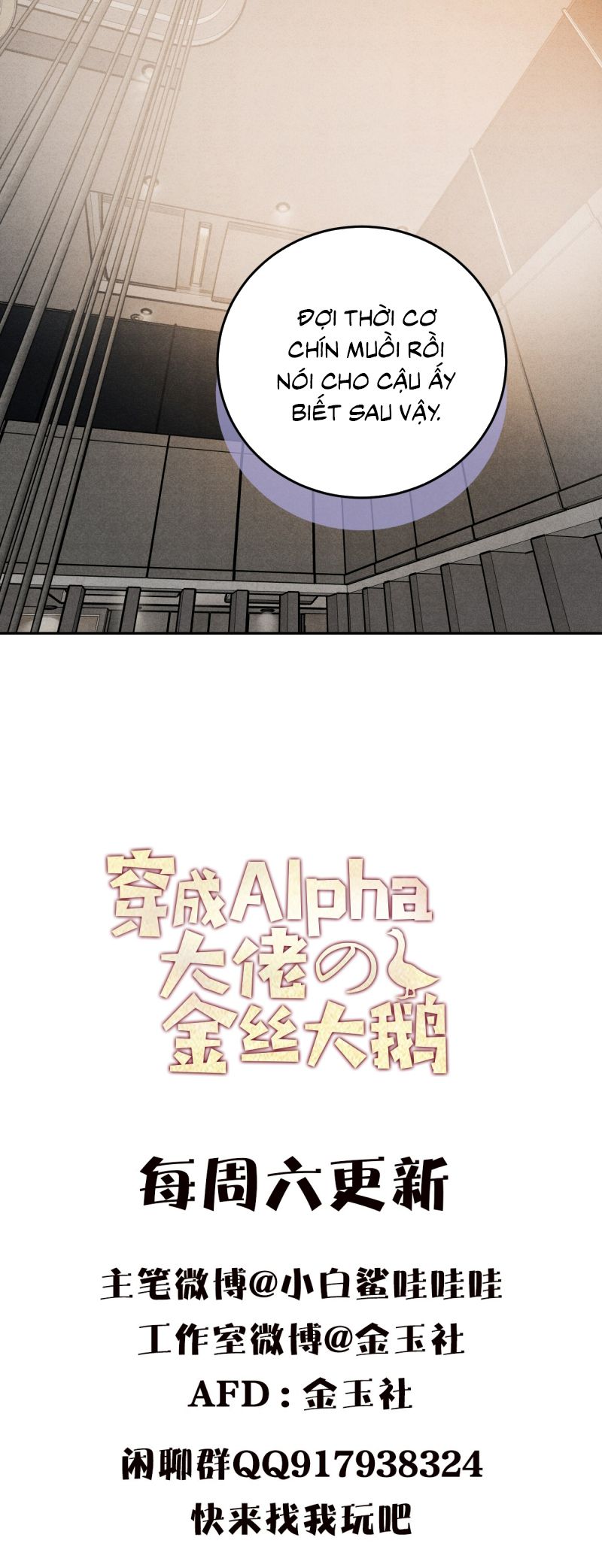 Xuyên Thành Con Ngỗng Vàng Của Đại Lão Alpha Chap 14 - Next Chap 15